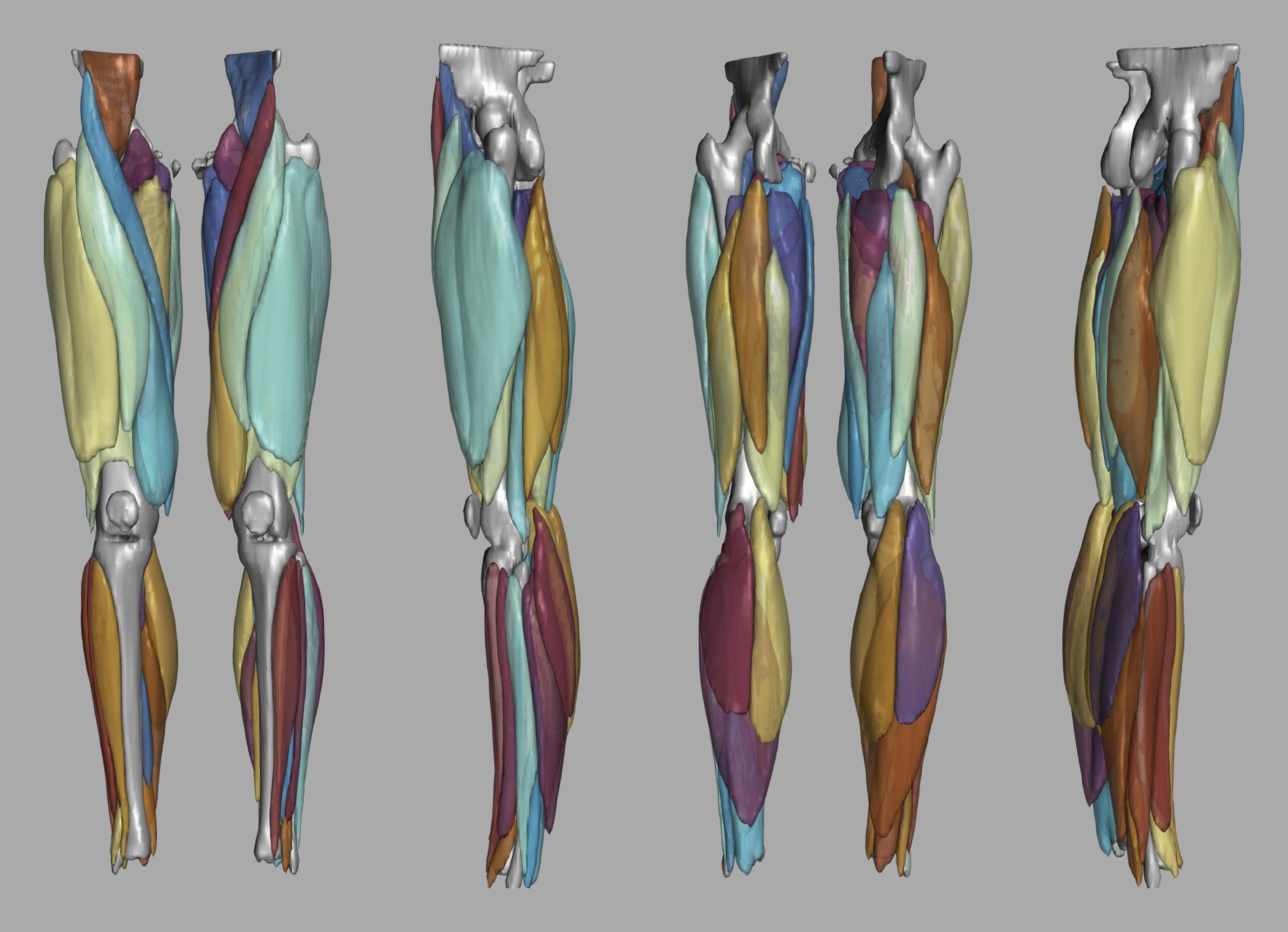 3D render of automated muscle segmentation labels generated using a CNN UNET.